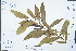  (Excoecaria - Ge02316)  @11 [ ] CreativeCommons  Attribution Non-Commercial Share-Alike  Unspecified Herbarium of South China Botanical Garden