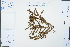  ( - Ge02322)  @11 [ ] CreativeCommons  Attribution Non-Commercial Share-Alike  Unspecified Herbarium of South China Botanical Garden