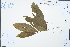  (Combretum alfredii - Ge02334)  @11 [ ] CreativeCommons  Attribution Non-Commercial Share-Alike  Unspecified Herbarium of South China Botanical Garden