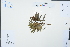  ( - Ge02339)  @11 [ ] CreativeCommons  Attribution Non-Commercial Share-Alike  Unspecified Herbarium of South China Botanical Garden
