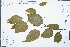  ( - Ge02344)  @11 [ ] CreativeCommons  Attribution Non-Commercial Share-Alike  Unspecified Herbarium of South China Botanical Garden