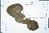  ( - Ge02352)  @11 [ ] CreativeCommons  Attribution Non-Commercial Share-Alike  Unspecified Herbarium of South China Botanical Garden