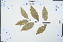  ( - Ge02361)  @11 [ ] CreativeCommons  Attribution Non-Commercial Share-Alike  Unspecified Herbarium of South China Botanical Garden