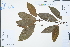  (Neolitsea chui - Ge02375)  @11 [ ] CreativeCommons  Attribution Non-Commercial Share-Alike  Unspecified Herbarium of South China Botanical Garden