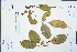  (Strophioblachia - Ge02393)  @11 [ ] CreativeCommons  Attribution Non-Commercial Share-Alike  Unspecified Herbarium of South China Botanical Garden