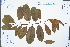  ( - Ge04506)  @11 [ ] CreativeCommons  Attribution Non-Commercial Share-Alike  Unspecified Herbarium of South China Botanical Garden
