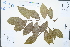  (Cephalomappa - Ge02420)  @11 [ ] CreativeCommons  Attribution Non-Commercial Share-Alike  Unspecified Herbarium of South China Botanical Garden