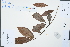  ( - Ge04509)  @11 [ ] CreativeCommons  Attribution Non-Commercial Share-Alike  Unspecified Herbarium of South China Botanical Garden