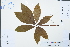  (Aesculus assamica - Ge02452)  @11 [ ] CreativeCommons  Attribution Non-Commercial Share-Alike  Unspecified Herbarium of South China Botanical Garden