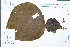  (Macaranga - Ge02453)  @11 [ ] CreativeCommons  Attribution Non-Commercial Share-Alike  Unspecified Herbarium of South China Botanical Garden