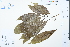  (Cleidiocarpon - Ge02468)  @11 [ ] CreativeCommons  Attribution Non-Commercial Share-Alike  Unspecified Herbarium of South China Botanical Garden