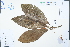  ( - Ge02469)  @11 [ ] CreativeCommons  Attribution Non-Commercial Share-Alike  Unspecified Herbarium of South China Botanical Garden