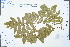  ( - Ge02476)  @11 [ ] CreativeCommons  Attribution Non-Commercial Share-Alike  Unspecified Herbarium of South China Botanical Garden