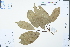  ( - Ge02478)  @11 [ ] CreativeCommons  Attribution Non-Commercial Share-Alike  Unspecified Herbarium of South China Botanical Garden