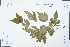  ( - Ge02481)  @11 [ ] CreativeCommons  Attribution Non-Commercial Share-Alike  Unspecified Herbarium of South China Botanical Garden