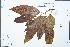  (Michelia obcordata - Ge02483)  @11 [ ] CreativeCommons  Attribution Non-Commercial Share-Alike  Unspecified Herbarium of South China Botanical Garden