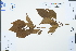  ( - Ge02497)  @11 [ ] CreativeCommons  Attribution Non-Commercial Share-Alike  Unspecified Herbarium of South China Botanical Garden