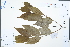  (Tetradium ruticarpum - Ge02526)  @11 [ ] CreativeCommons  Attribution Non-Commercial Share-Alike  Unspecified Herbarium of South China Botanical Garden
