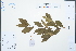  ( - Ge02544)  @11 [ ] CreativeCommons  Attribution Non-Commercial Share-Alike  Unspecified Herbarium of South China Botanical Garden