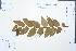  (Phyllanthus anthopotamicus - Ge02548)  @11 [ ] CreativeCommons  Attribution Non-Commercial Share-Alike  Unspecified Herbarium of South China Botanical Garden