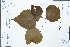  (Alchornea trewioides - Ge02550)  @11 [ ] CreativeCommons  Attribution Non-Commercial Share-Alike  Unspecified Herbarium of South China Botanical Garden
