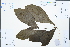 ( - Ge02556)  @11 [ ] CreativeCommons  Attribution Non-Commercial Share-Alike  Unspecified Herbarium of South China Botanical Garden