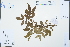  ( - Ge04527)  @11 [ ] CreativeCommons  Attribution Non-Commercial Share-Alike  Unspecified Herbarium of South China Botanical Garden