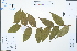  (Glochidion velutinum - Ge02567)  @11 [ ] CreativeCommons  Attribution Non-Commercial Share-Alike  Unspecified Herbarium of South China Botanical Garden