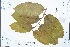 ( - Ge02569)  @11 [ ] CreativeCommons  Attribution Non-Commercial Share-Alike  Unspecified Herbarium of South China Botanical Garden