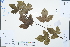  ( - Ge02571)  @11 [ ] CreativeCommons  Attribution Non-Commercial Share-Alike  Unspecified Herbarium of South China Botanical Garden