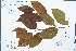  ( - Ge04528)  @11 [ ] CreativeCommons  Attribution Non-Commercial Share-Alike  Unspecified Herbarium of South China Botanical Garden