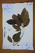  ( - Ge02586)  @11 [ ] CreativeCommons  Attribution Non-Commercial Share-Alike  Unspecified Herbarium of South China Botanical Garden