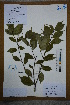  ( - Ge02607)  @11 [ ] CreativeCommons  Attribution Non-Commercial Share-Alike  Unspecified Herbarium of South China Botanical Garden