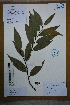  ( - Ge02622)  @11 [ ] CreativeCommons  Attribution Non-Commercial Share-Alike  Unspecified Herbarium of South China Botanical Garden