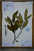  (Symplocos stellaris - Ge02623)  @11 [ ] CreativeCommons  Attribution Non-Commercial Share-Alike  Unspecified Herbarium of South China Botanical Garden