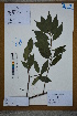  (Ilex subficoidea - Ge02624)  @11 [ ] CreativeCommons  Attribution Non-Commercial Share-Alike  Unspecified Herbarium of South China Botanical Garden