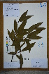  (Phoebe bournei - Ge02625)  @11 [ ] CreativeCommons  Attribution Non-Commercial Share-Alike  Unspecified Herbarium of South China Botanical Garden