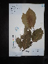  ( - Ge02642)  @11 [ ] CreativeCommons  Attribution Non-Commercial Share-Alike  Unspecified Herbarium of South China Botanical Garden
