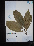  (Helicia - Ge02645)  @11 [ ] CreativeCommons  Attribution Non-Commercial Share-Alike  Unspecified Herbarium of South China Botanical Garden