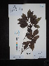 ( - Ge02646)  @11 [ ] CreativeCommons  Attribution Non-Commercial Share-Alike  Unspecified Herbarium of South China Botanical Garden