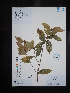  ( - Ge02656)  @11 [ ] CreativeCommons  Attribution Non-Commercial Share-Alike  Unspecified Herbarium of South China Botanical Garden
