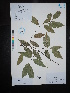  (Prunus phaeosticta - Ge02659)  @11 [ ] CreativeCommons  Attribution Non-Commercial Share-Alike  Unspecified Herbarium of South China Botanical Garden