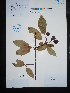  (Malus doumeri - Ge02664)  @11 [ ] CreativeCommons  Attribution Non-Commercial Share-Alike  Unspecified Herbarium of South China Botanical Garden