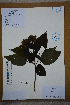  ( - Ge02673)  @11 [ ] CreativeCommons  Attribution Non-Commercial Share-Alike  Unspecified Herbarium of South China Botanical Garden
