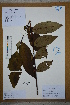  (Zanthoxylum ailanthoides - Ge02674)  @11 [ ] CreativeCommons  Attribution Non-Commercial Share-Alike  Unspecified Herbarium of South China Botanical Garden