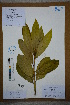  ( - Ge02675)  @11 [ ] CreativeCommons  Attribution Non-Commercial Share-Alike  Unspecified Herbarium of South China Botanical Garden