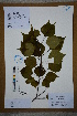  ( - Ge02678)  @11 [ ] CreativeCommons  Attribution Non-Commercial Share-Alike  Unspecified Herbarium of South China Botanical Garden