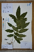  ( - Ge02680)  @11 [ ] CreativeCommons  Attribution Non-Commercial Share-Alike  Unspecified Herbarium of South China Botanical Garden