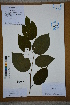  ( - Ge02685)  @11 [ ] CreativeCommons  Attribution Non-Commercial Share-Alike  Unspecified Herbarium of South China Botanical Garden