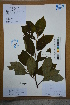  (Alniphyllum - Ge02687)  @11 [ ] CreativeCommons  Attribution Non-Commercial Share-Alike  Unspecified Herbarium of South China Botanical Garden